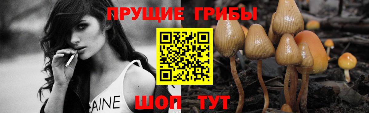 Галлюциногенные грибы Cubensis Касимов